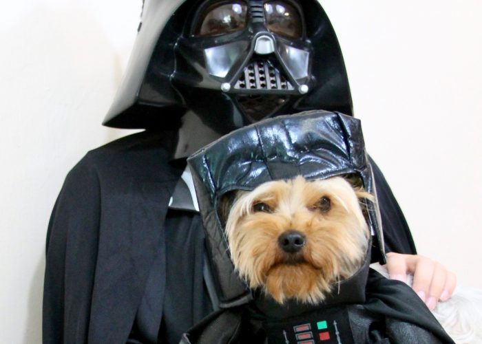 tips for trick-or-treating with kids and pets