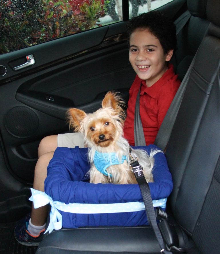 NoSew DIY Car Booster Seat For Your Dog