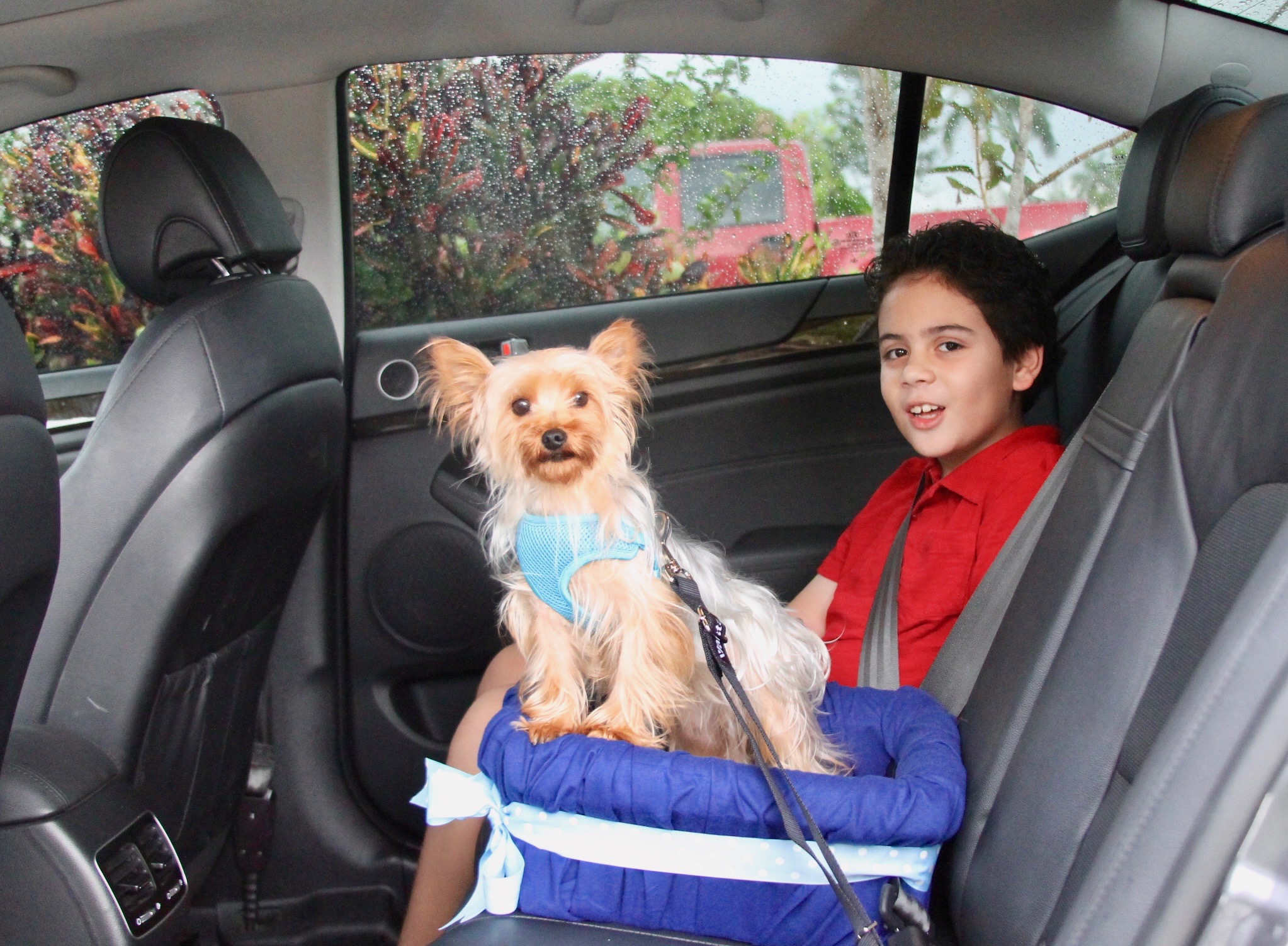 Homemade dog car seat best sale