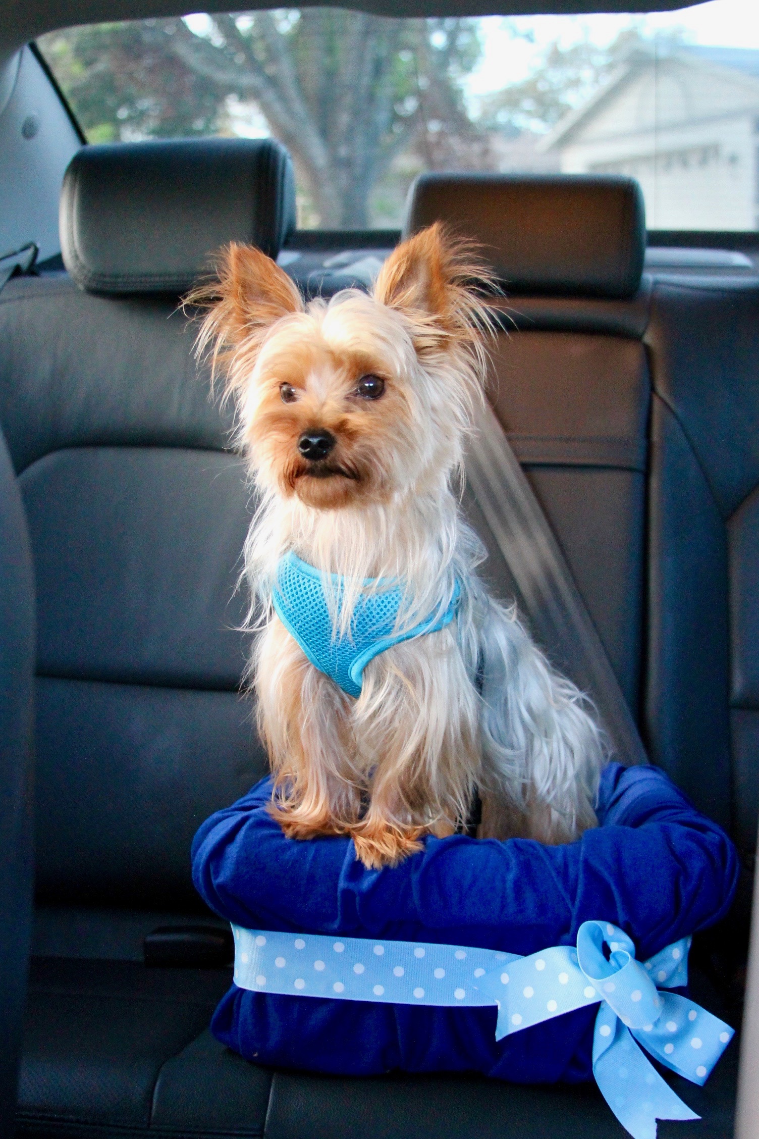DIY Car Booster Seat For Your Dog