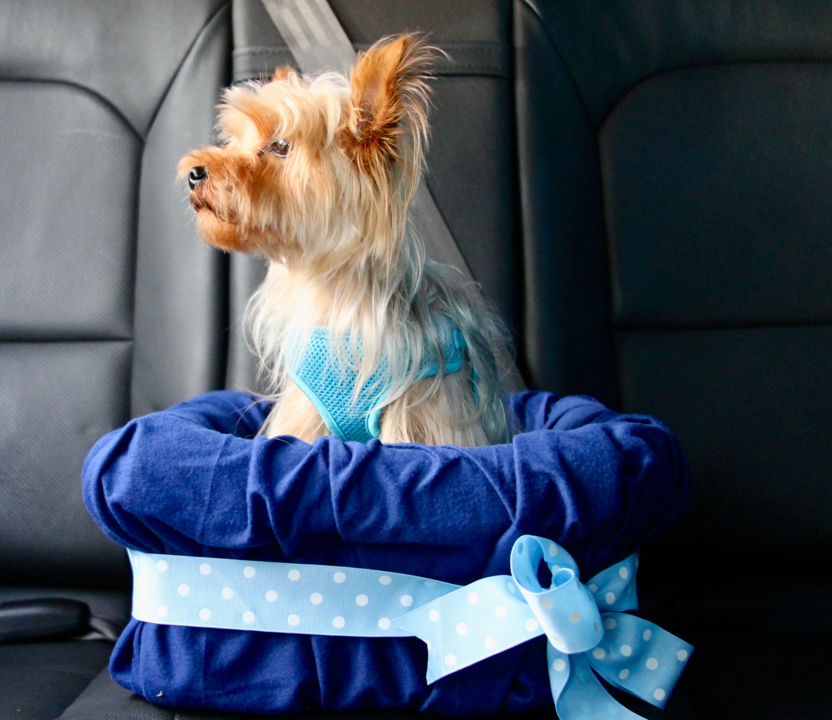 DIY Car Booster Seat For Your Dog