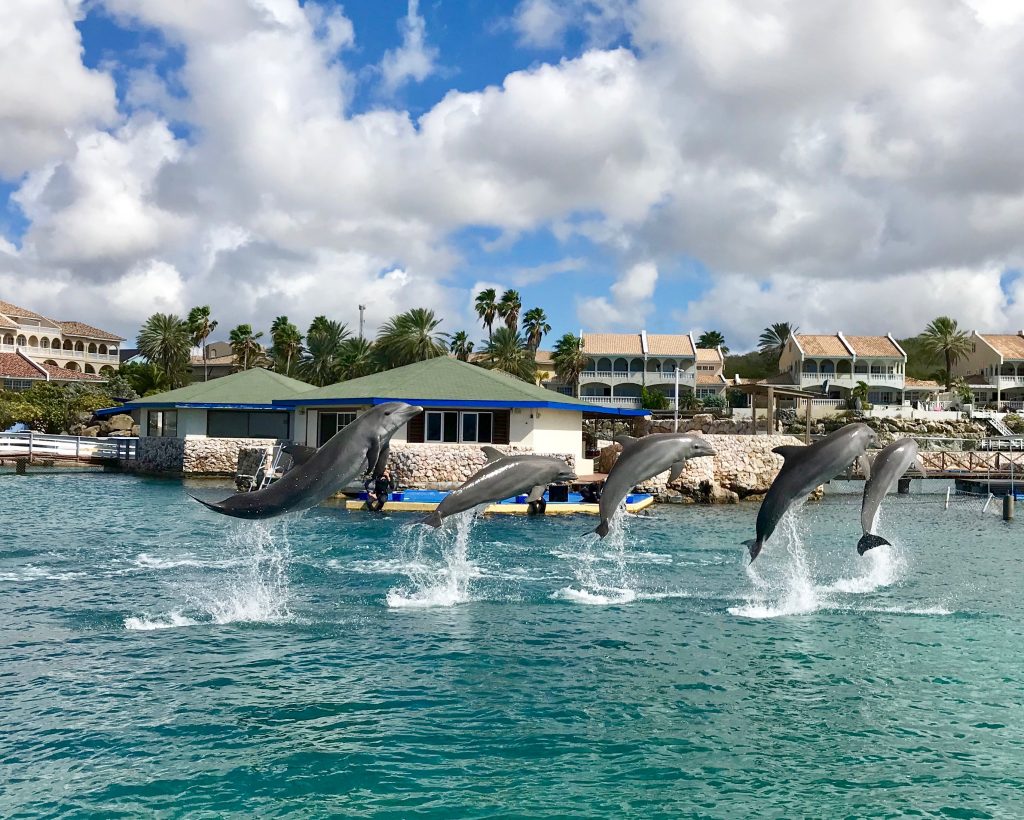 dolphin show at the Curacao Sea Aquarium
