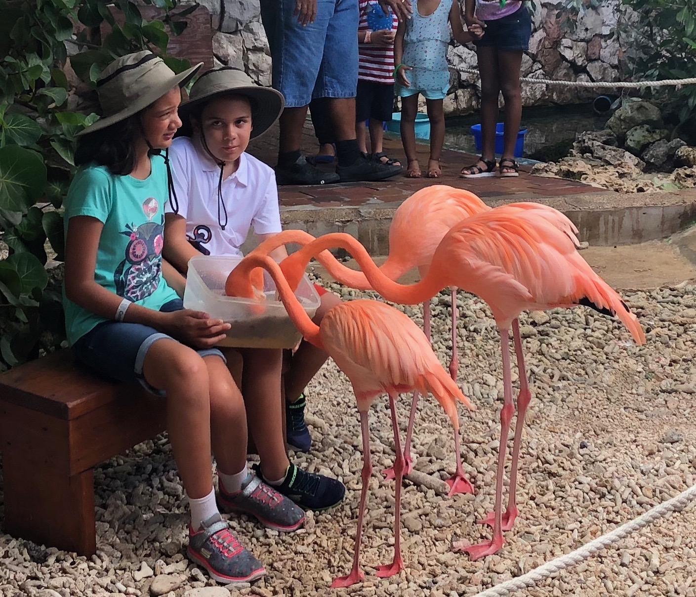 Feeding flamingos at the Curacao Sea Aquarium