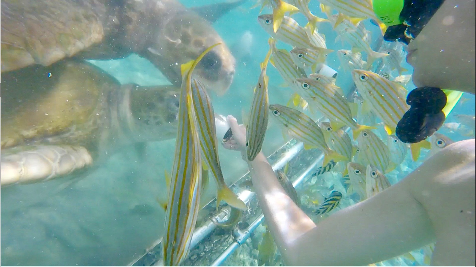 Ocean encounters feeding lemon sharks in Curacao