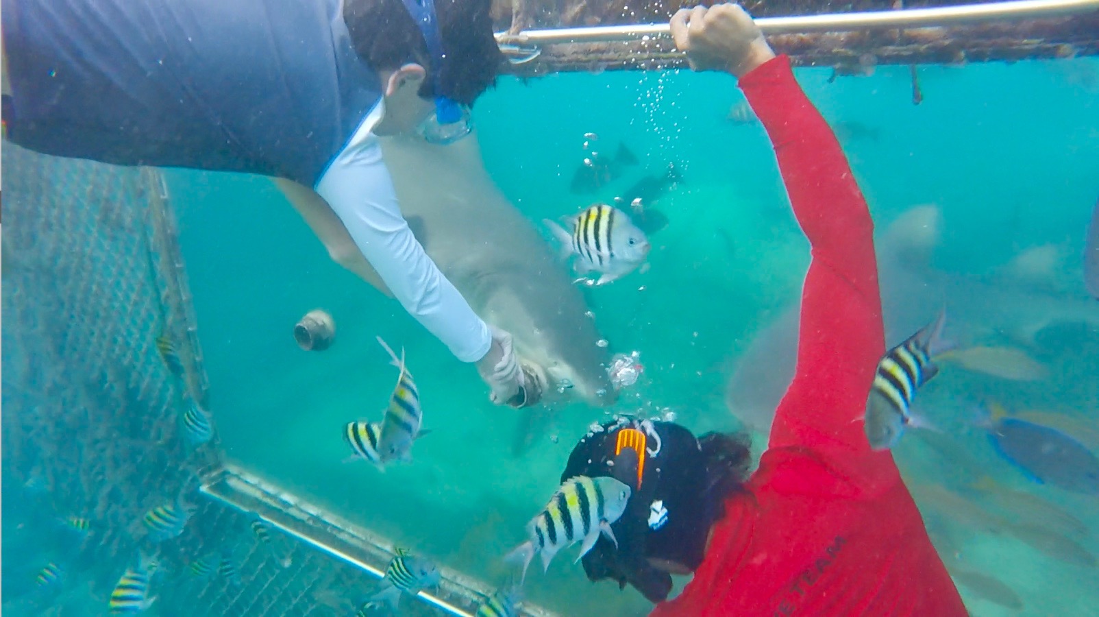 Ocean encounters feeding lemon sharks in Curacao