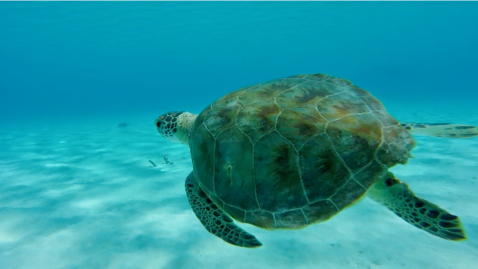 sea turtle in Klein Curacao