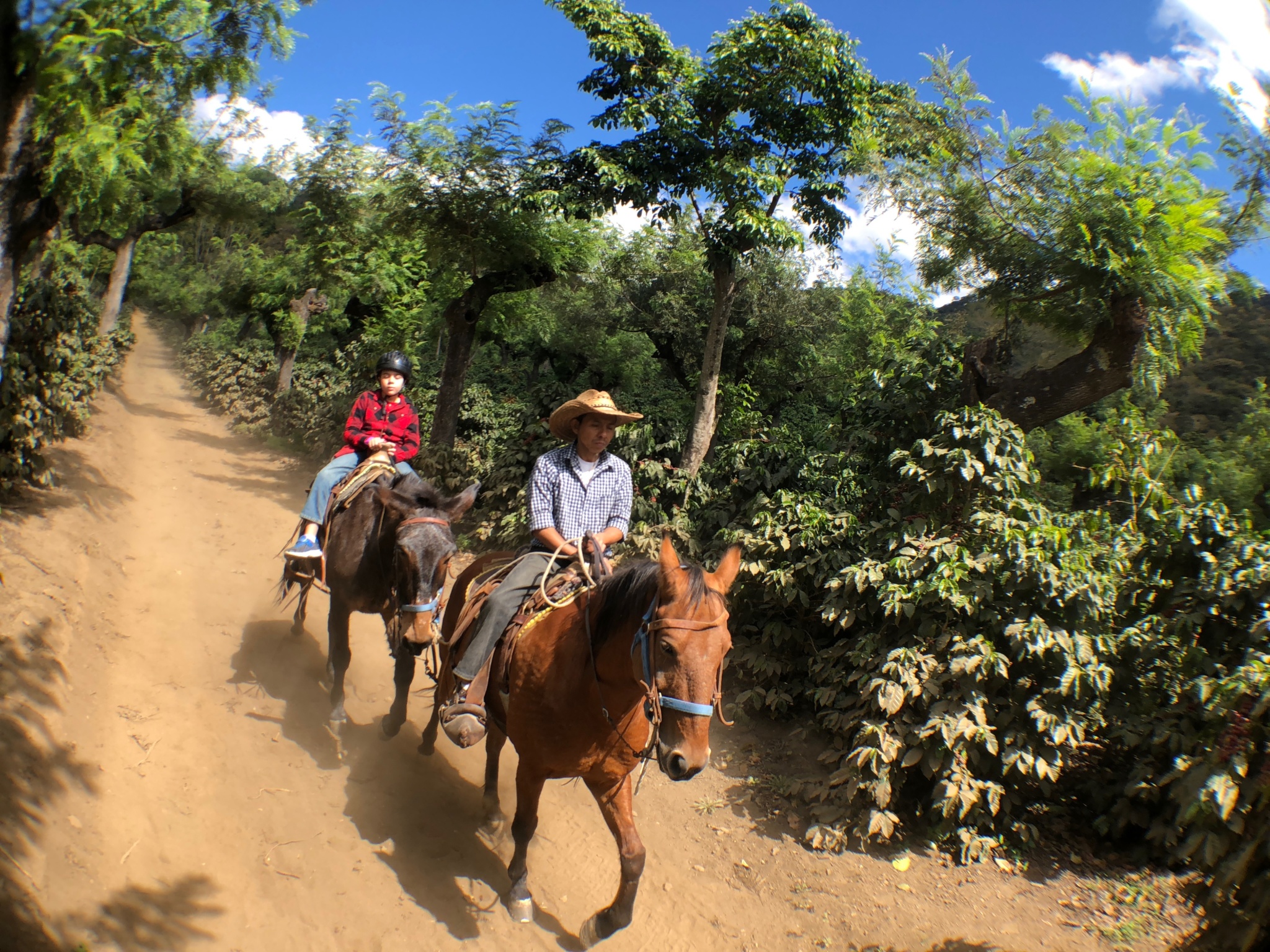 coffee plantation mule ride at Finca Filadelfia