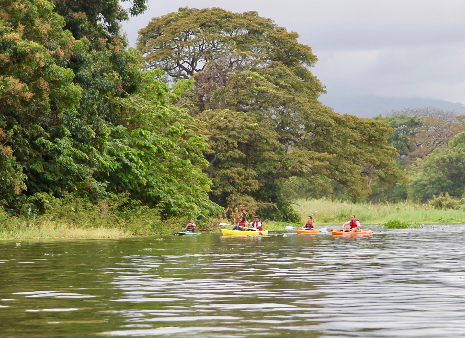 Spider monkey at the islets of Granada in Nicaragua