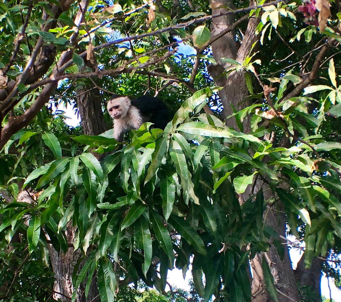 Monkeys at Dreams Las Mareas Costa Rica