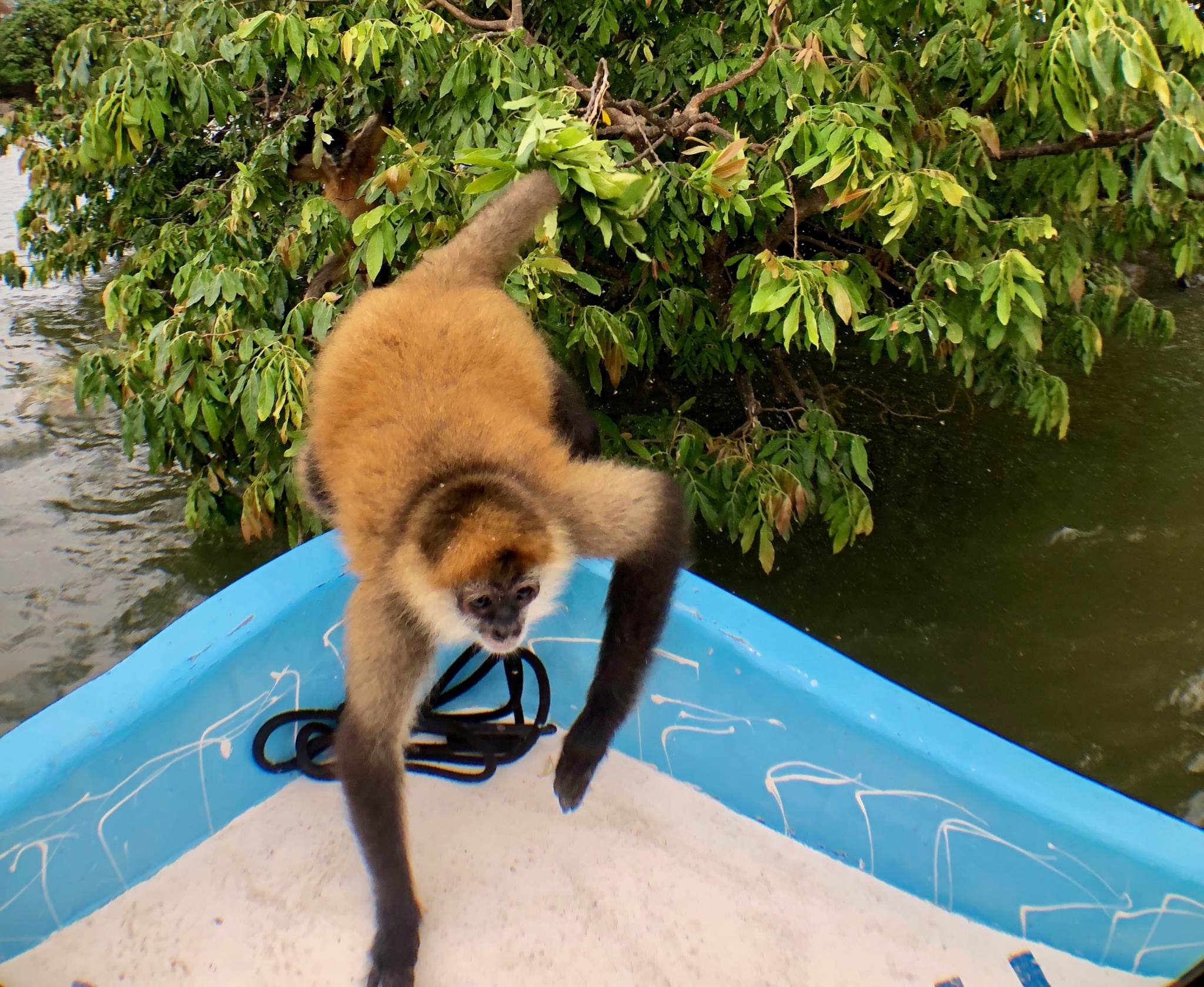 Monkey jumping onto our boat during boat tour of Lake Nicaragua