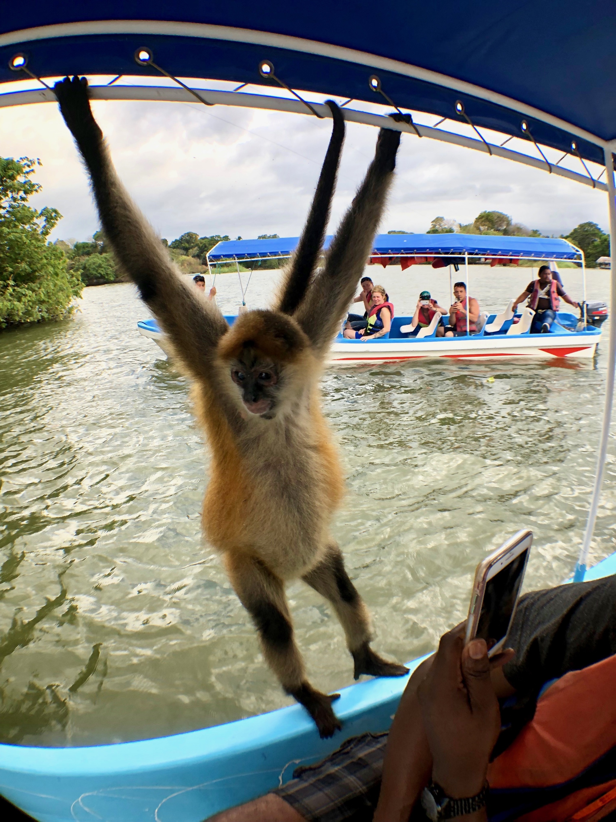 Spider monkey at the islets of Granada in Nicaragua