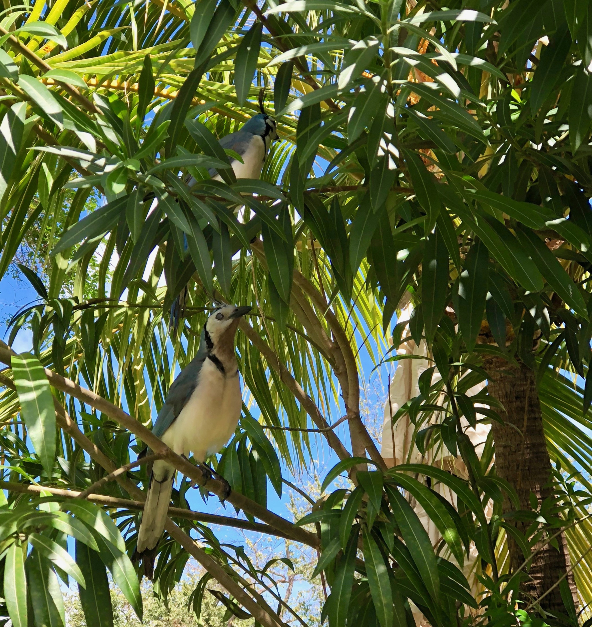 Local birds at Dreams Las Mareas