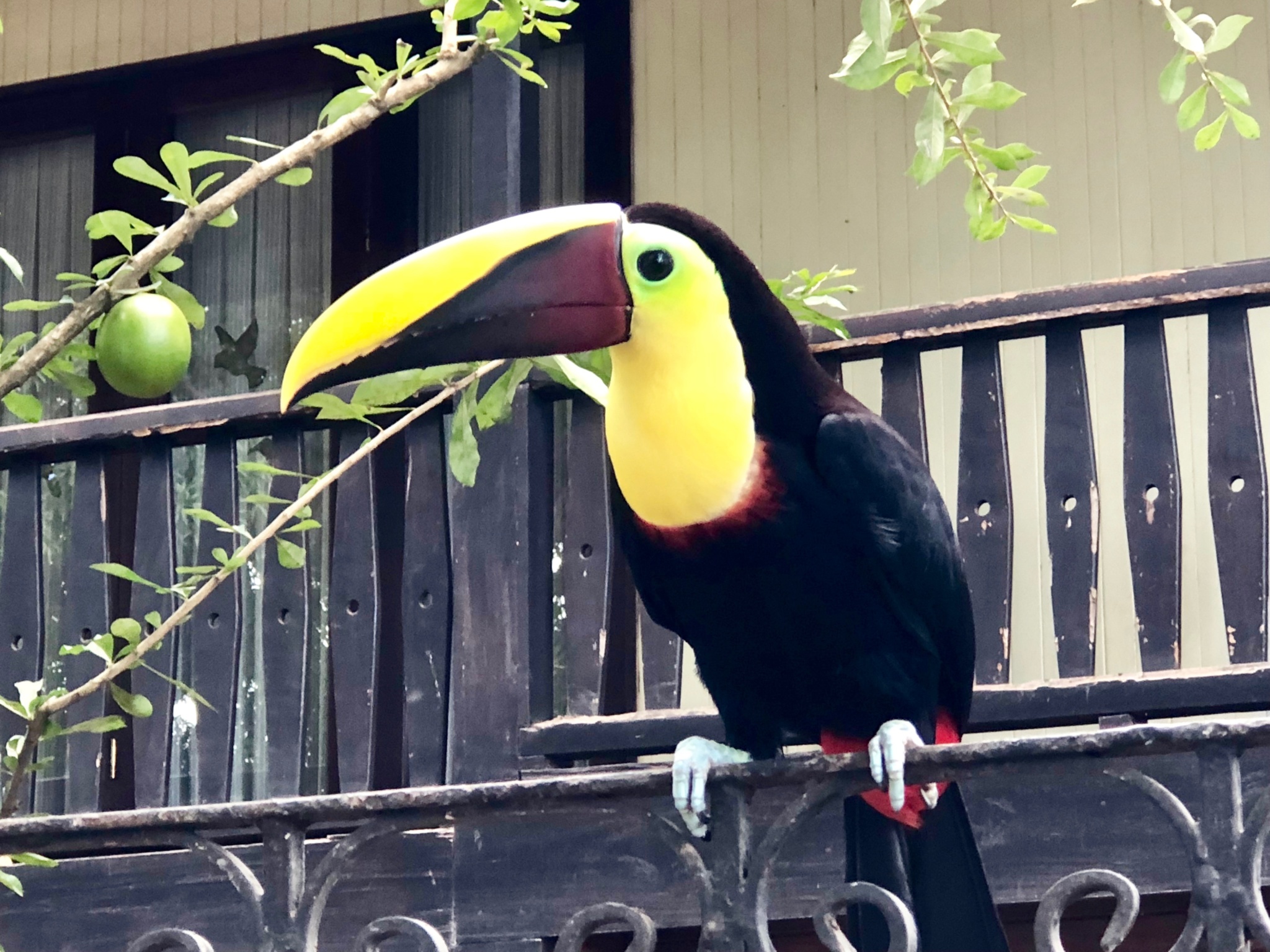 Toucan in Costa Rica