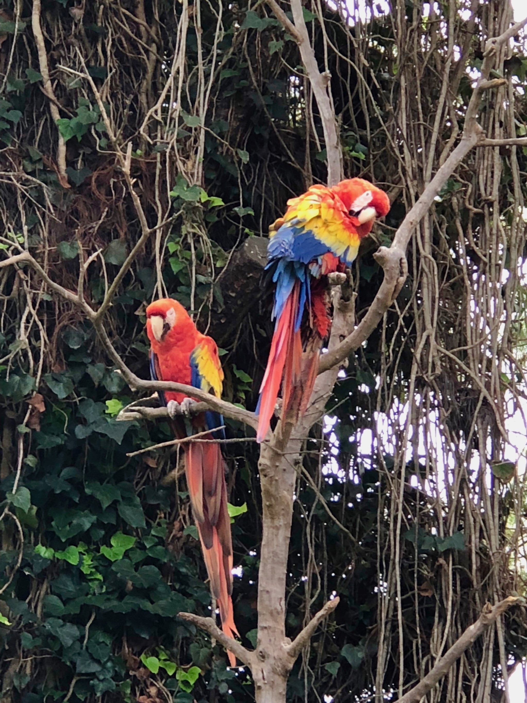 macaws at Porta Hotel Antigua