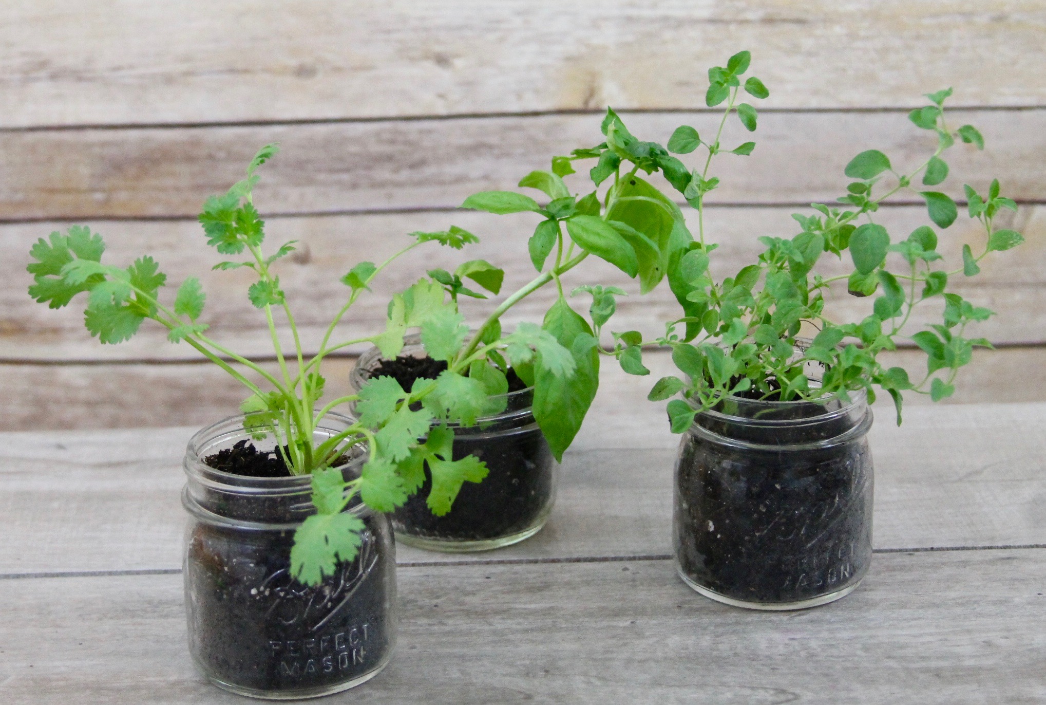 Growing Your Own Herbs and Other Fun Hands-On STEM Projects for Kids