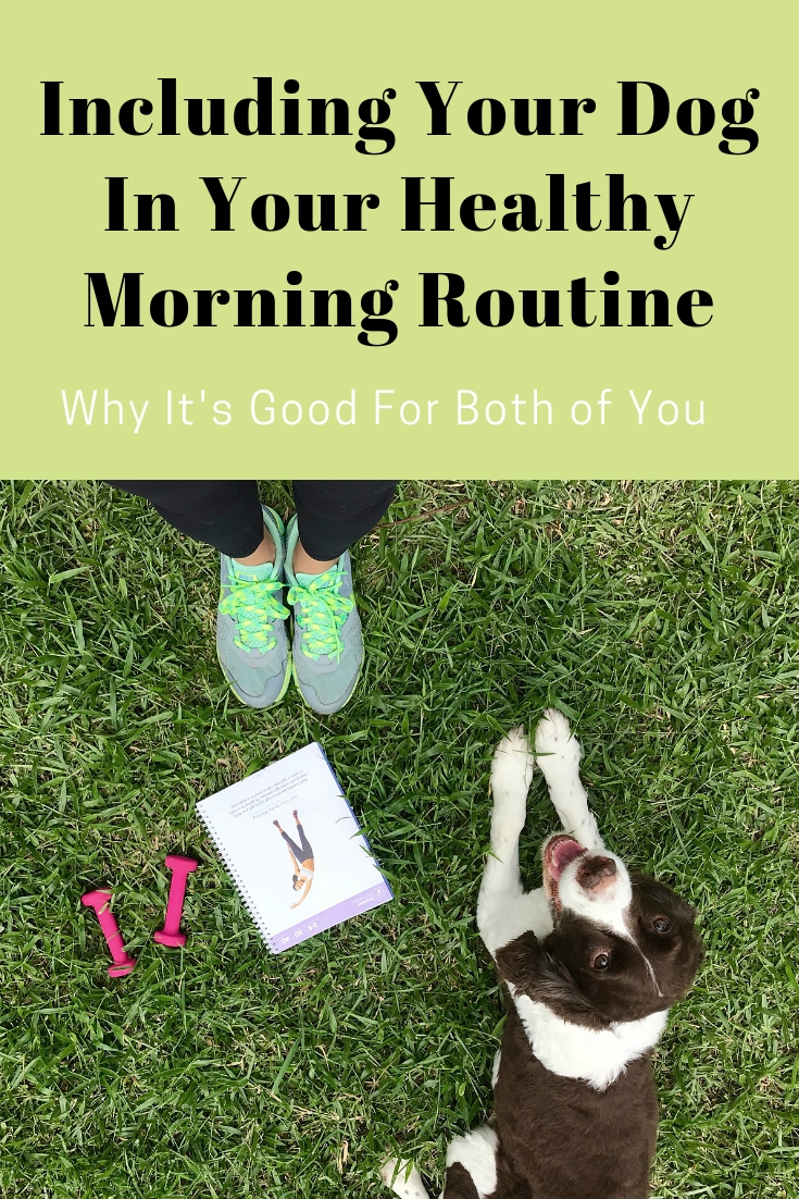 Healthier routine for your dog