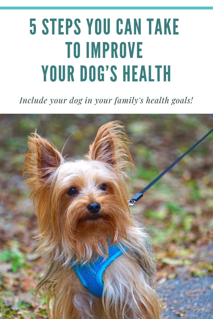 5 Easy Steps You Can Take to Improve Your Dog’s Health