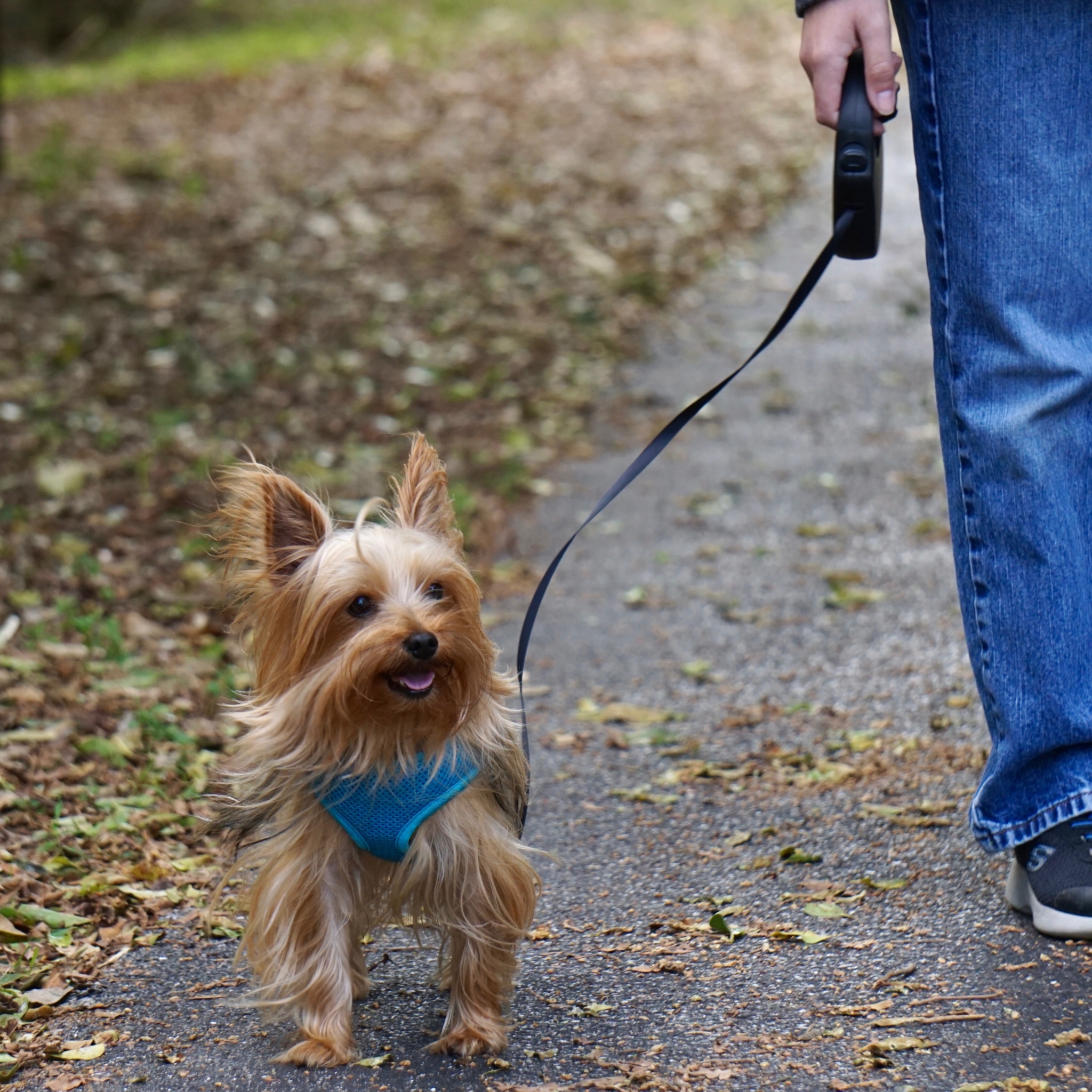 5 Easy Steps You Can Take to Improve Your Dog’s Health