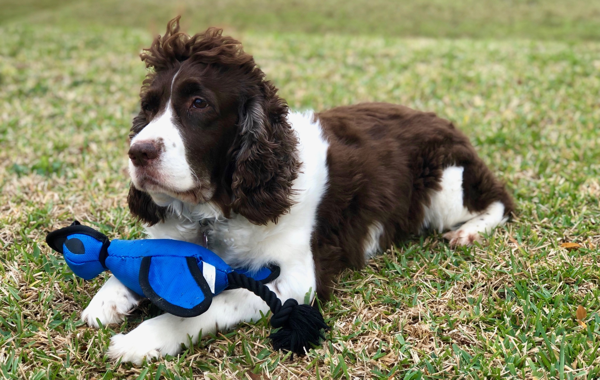 Tips for throwing the best dog birthday party