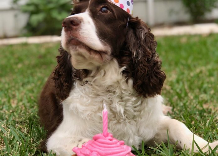 Tips for throwing the best dog birthday party