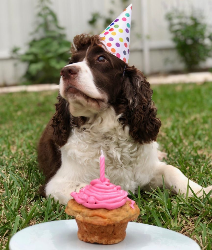 Tips for throwing the best dog birthday party