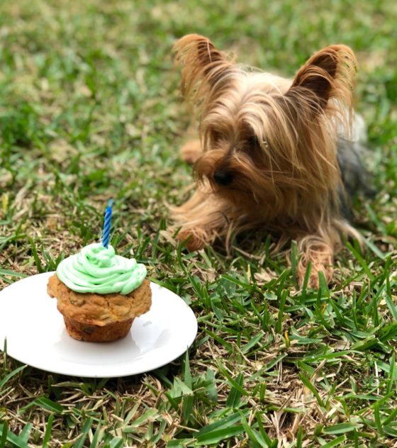 Tips For Throwing the Best Dog's Birthday