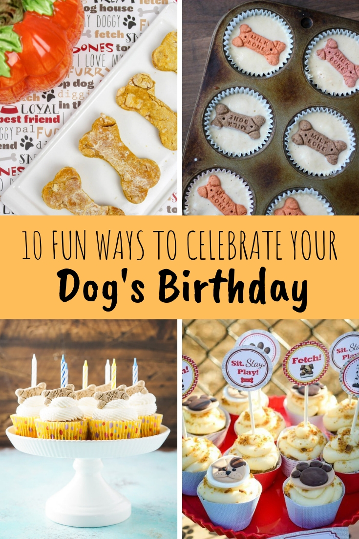 ideas and recipes to celebrate your dog's birthday