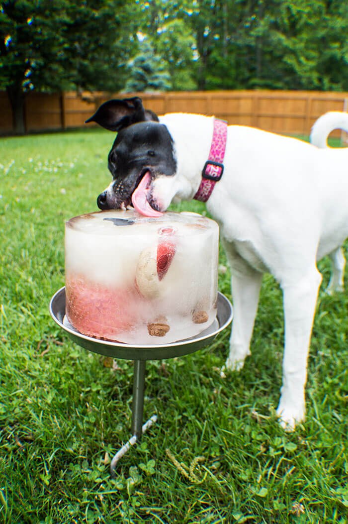 Ice Cube Cake for your dog and many more ideas and recipes to celebrate your dog's birthday