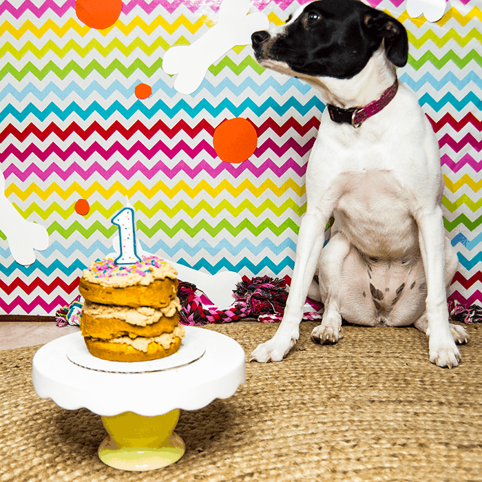 Puppy Cake Smash and lots of ideas and recipes to celebrate your dog's birthday
