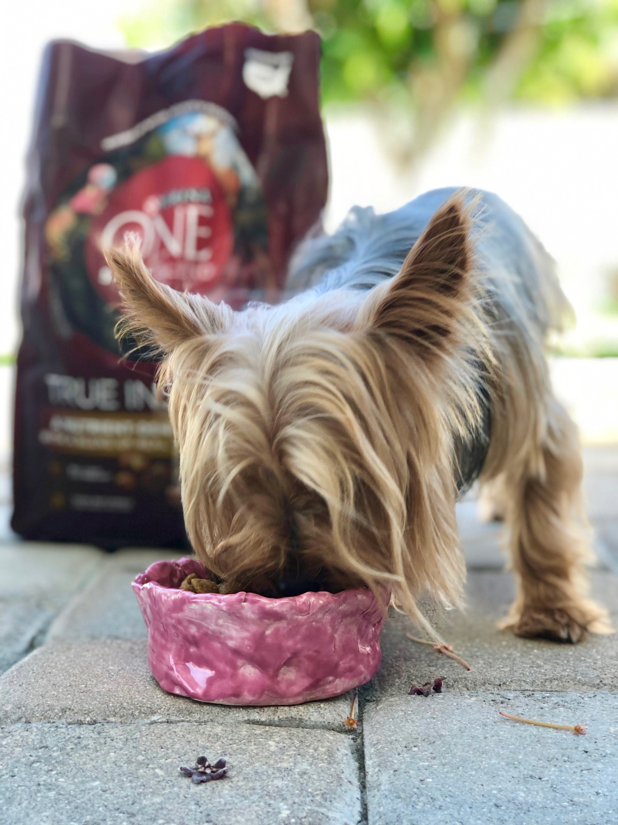 5 Steps for Choosing the Right Dog Food