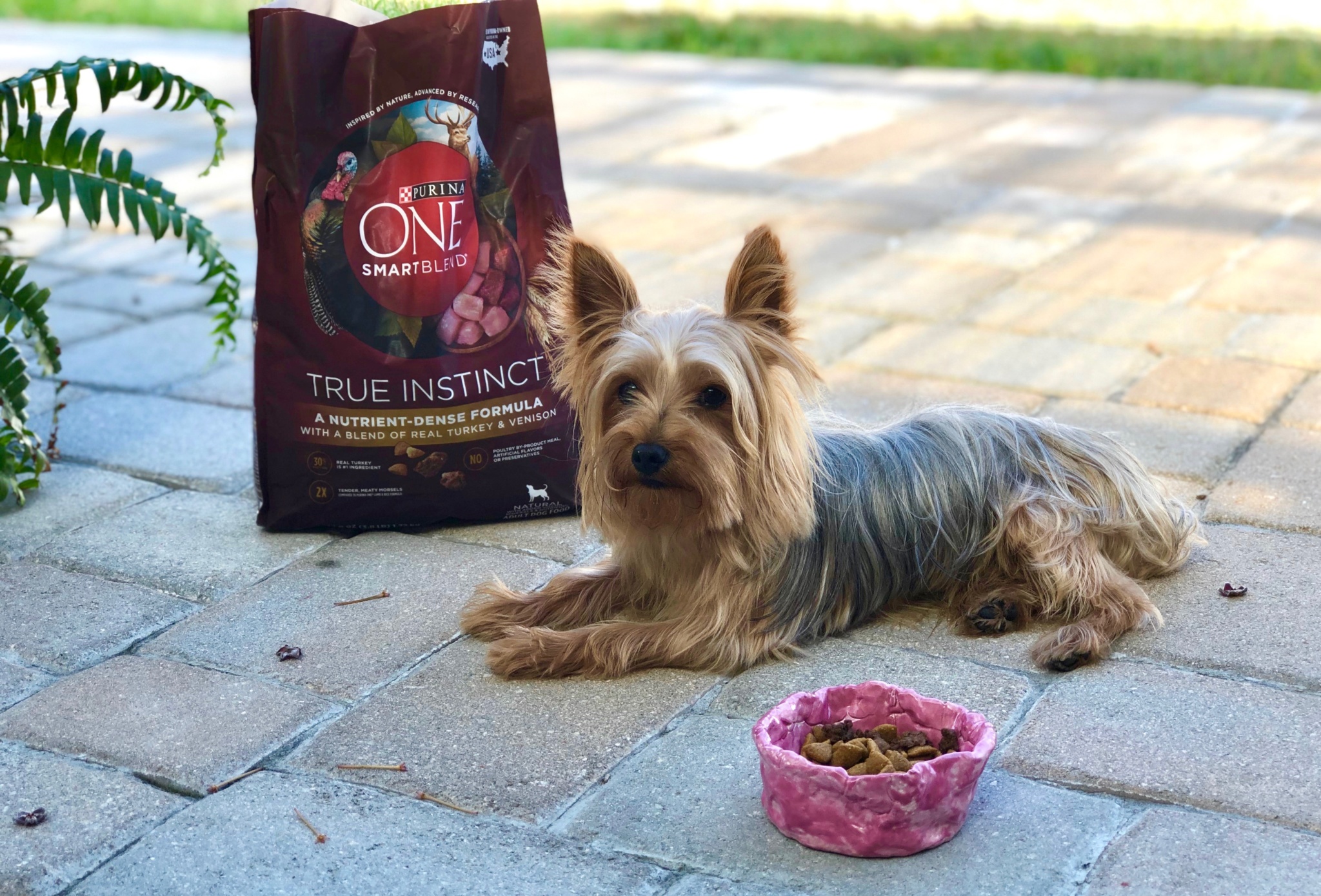 5 Steps for Choosing the Right Dog Food