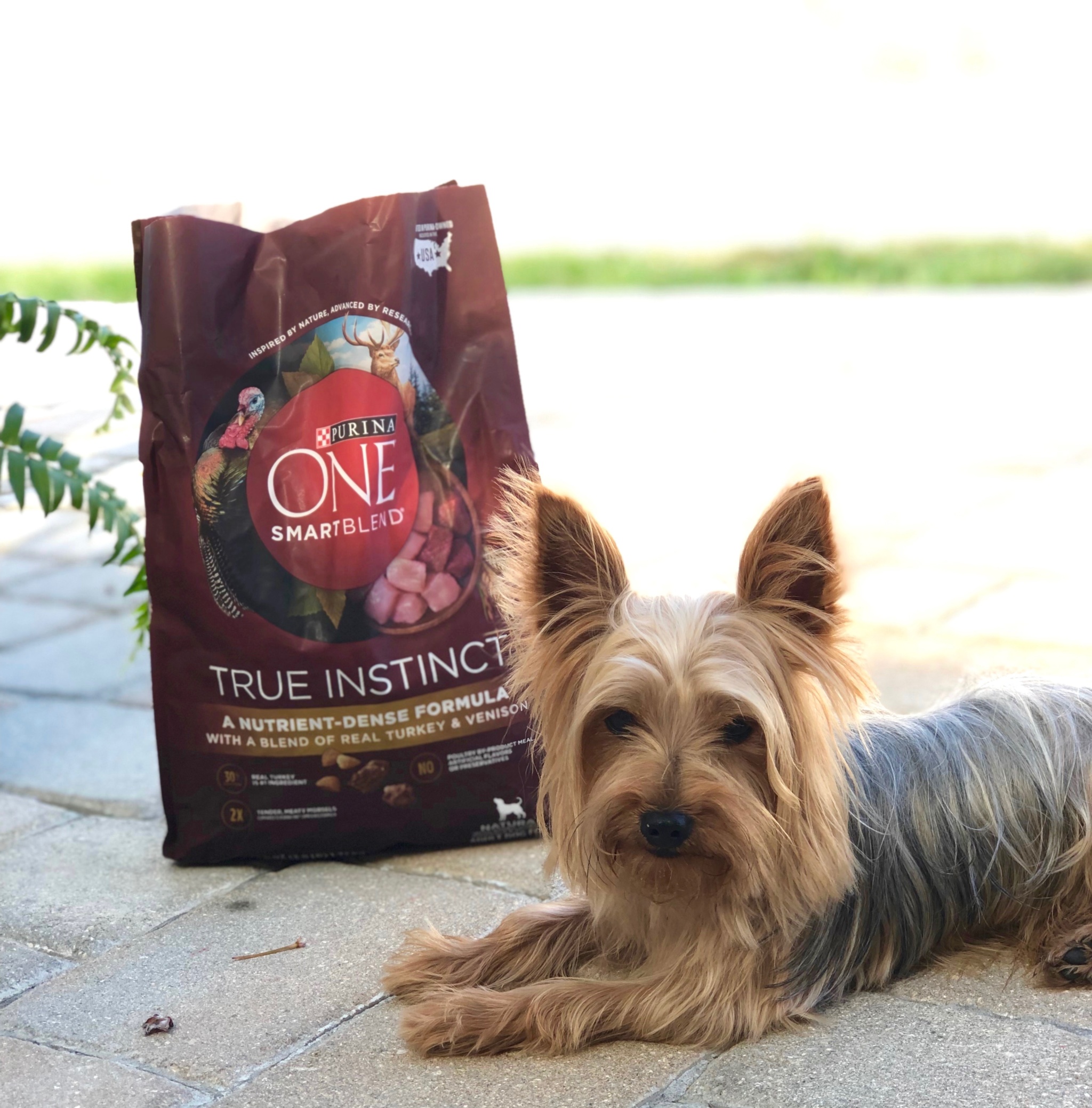 5 Steps for Choosing the Right Dog Food