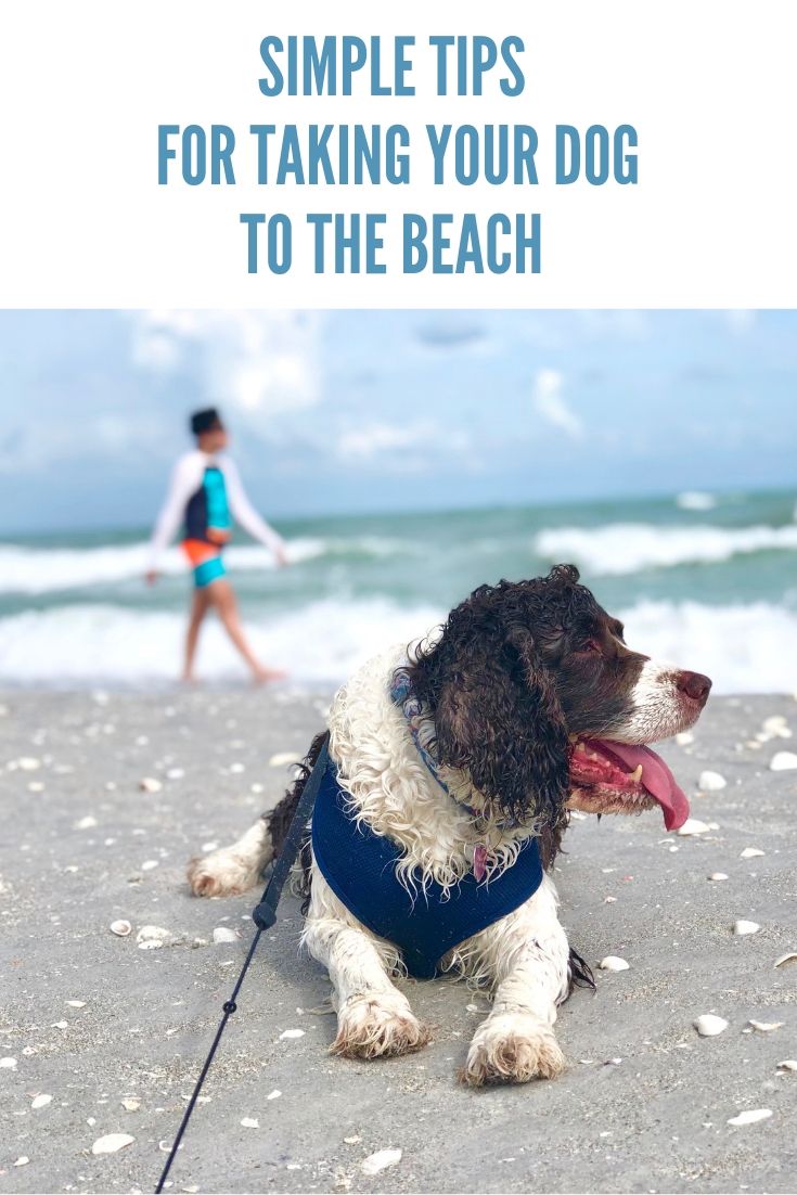 Tips for Taking Your Dog to the Beach