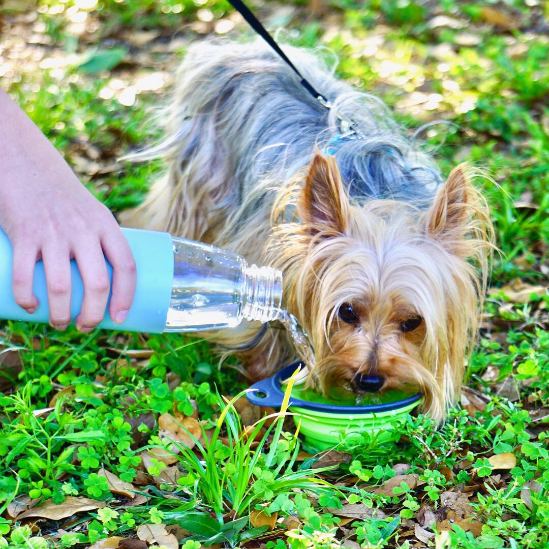 5 Tips for Hiking with Your Dog