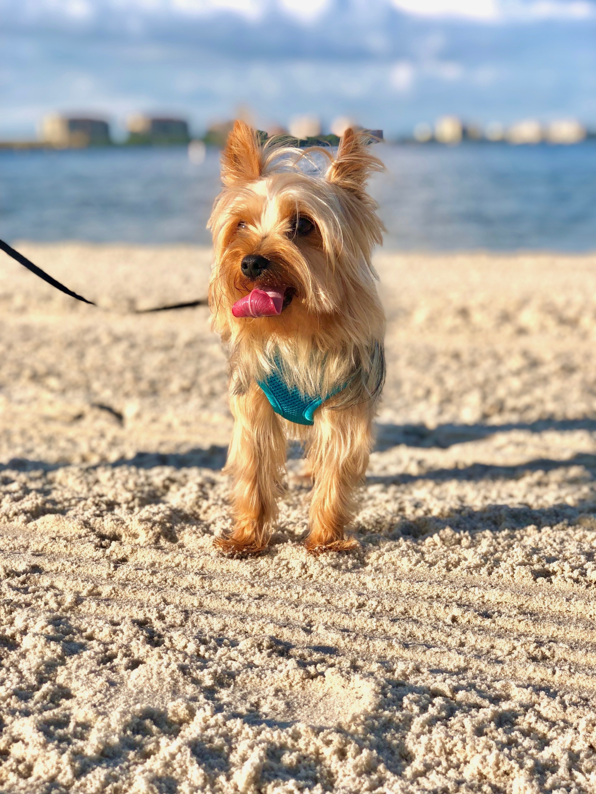 Tips for Taking Your Dog to the Beach