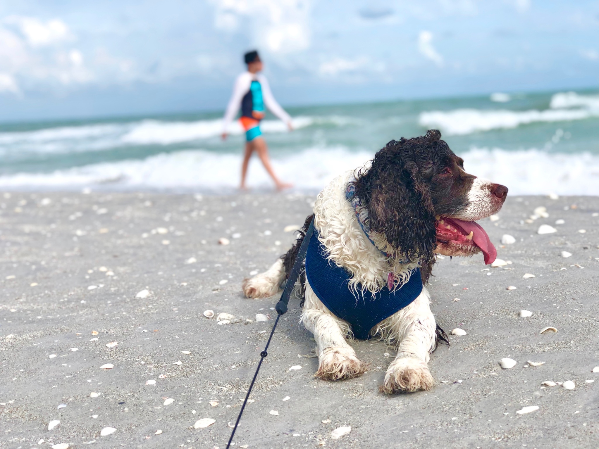 Tips for Taking Your Dog to the Beach