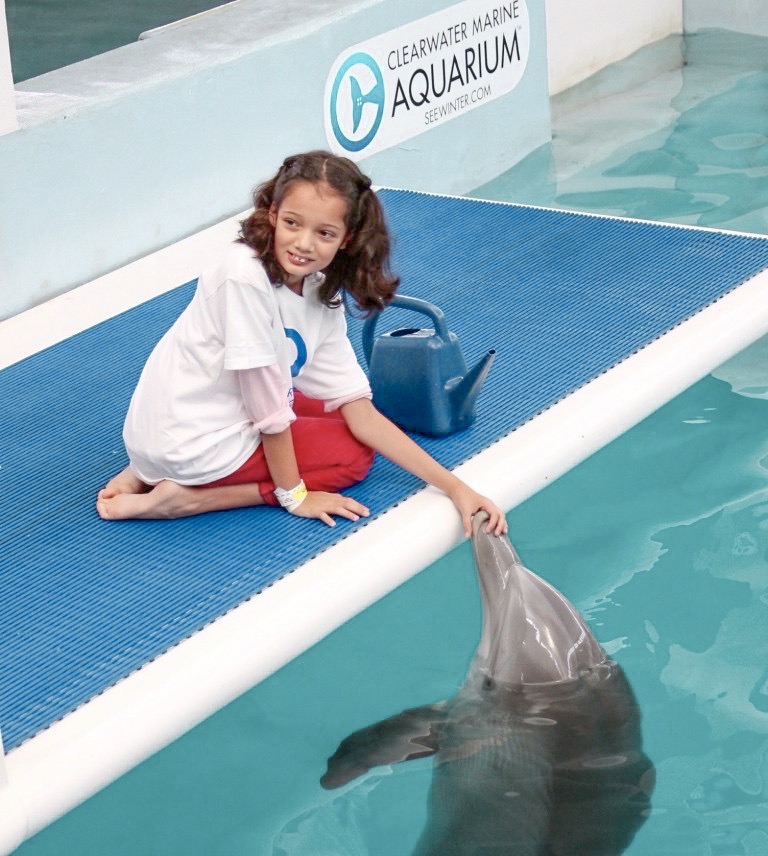 Clearwater Aquarium dolphin experience
