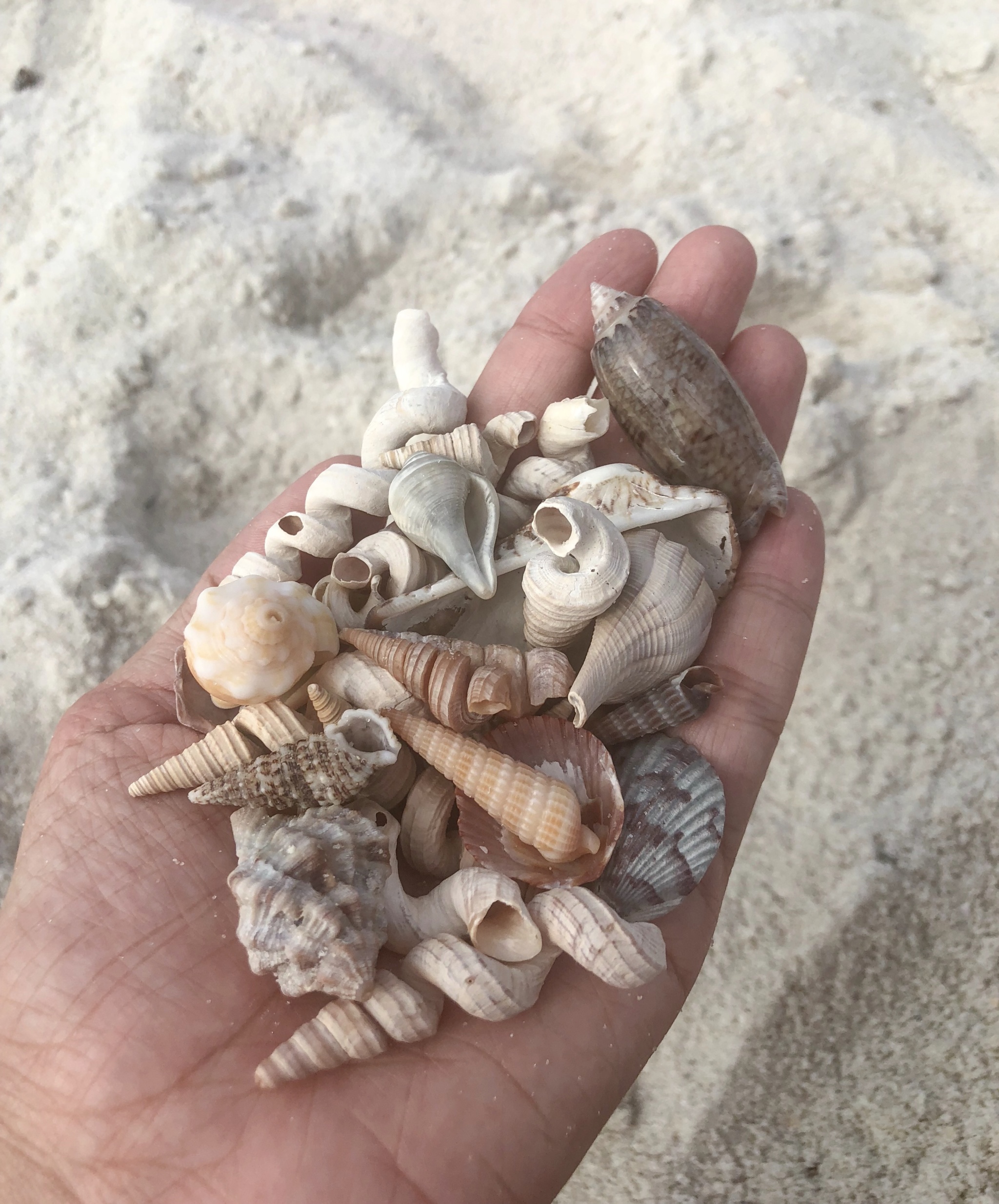 shelling in Clearwater Florida