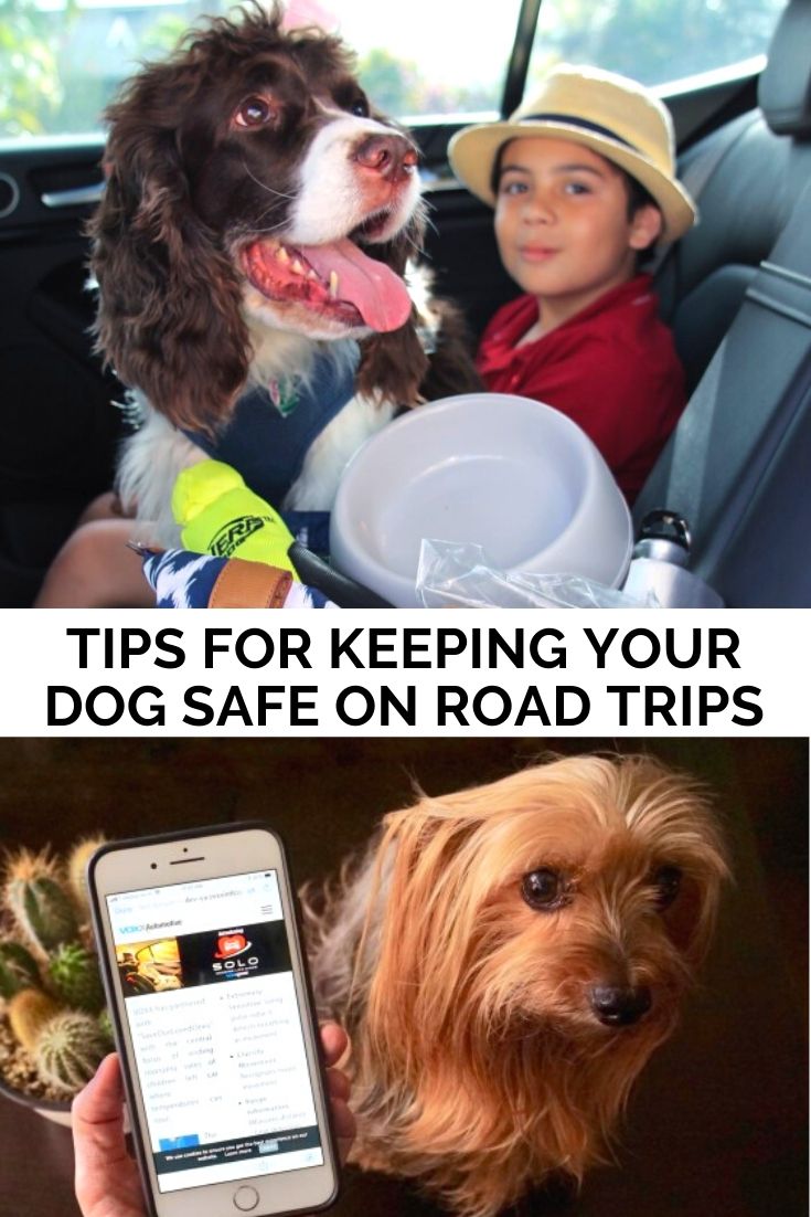 Tips For Keeping Your Dog Safe During Spring And Summer Road Trips