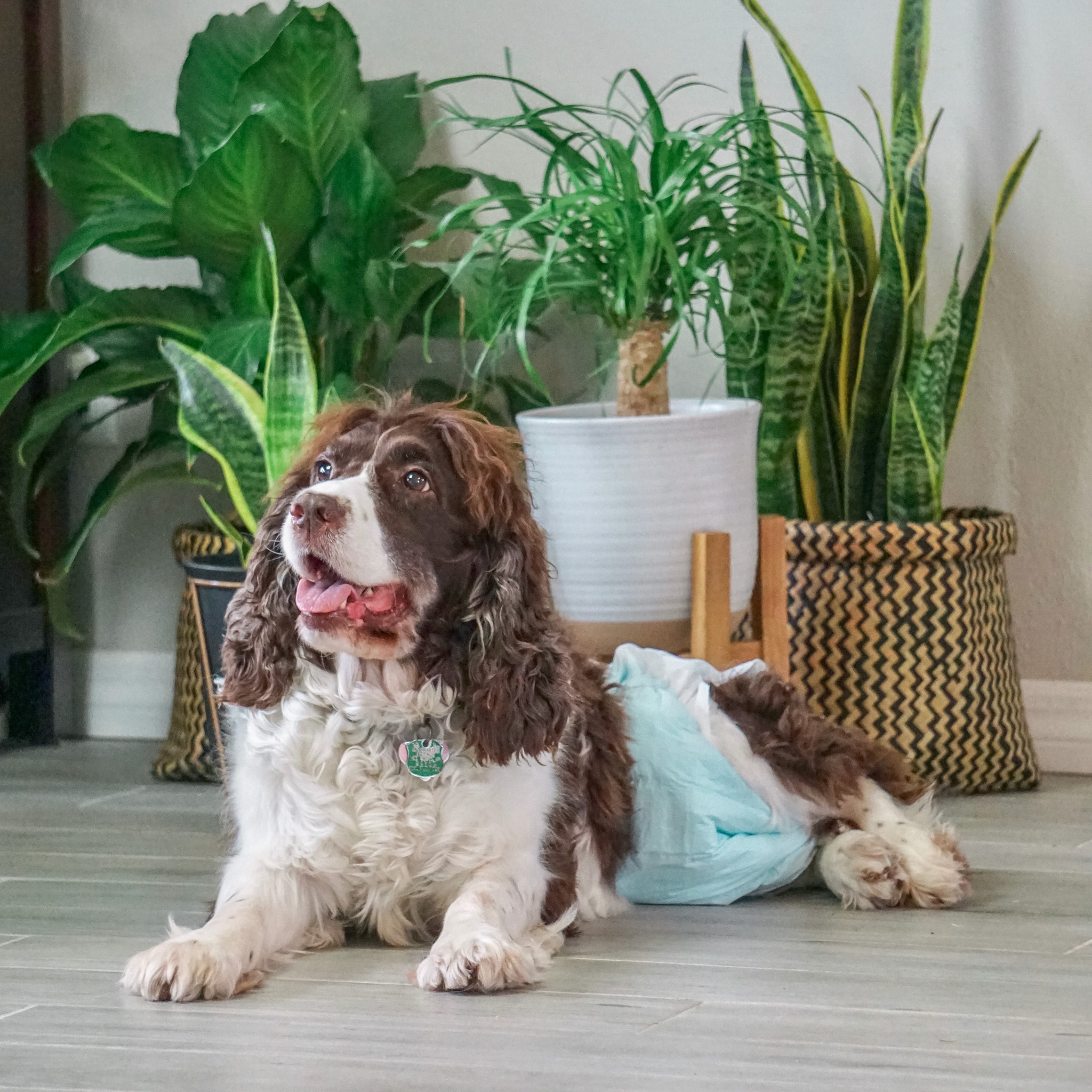 Managing Dog Incontinence With Dog Diapers