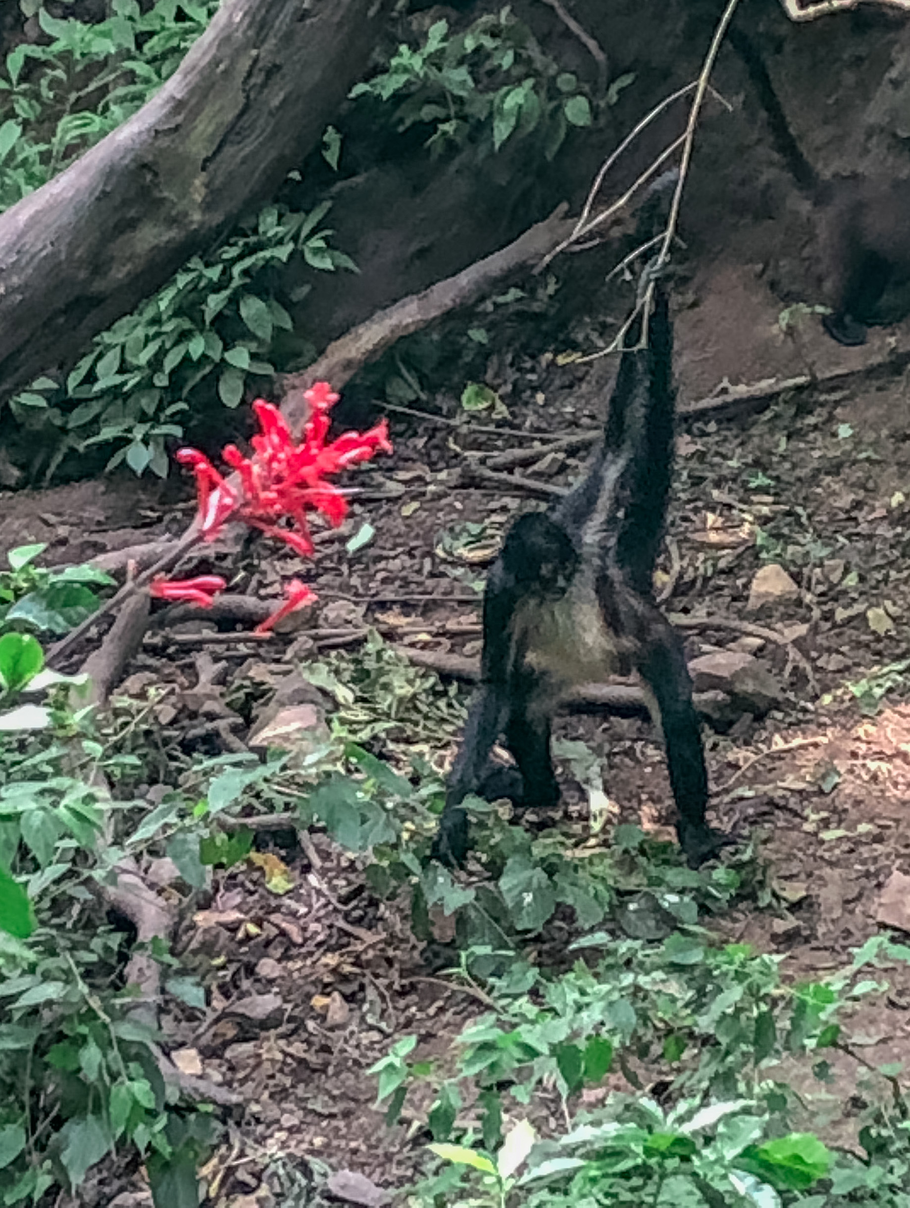 Monkeys in lake Atitlan at Atitlan Natural Reserve