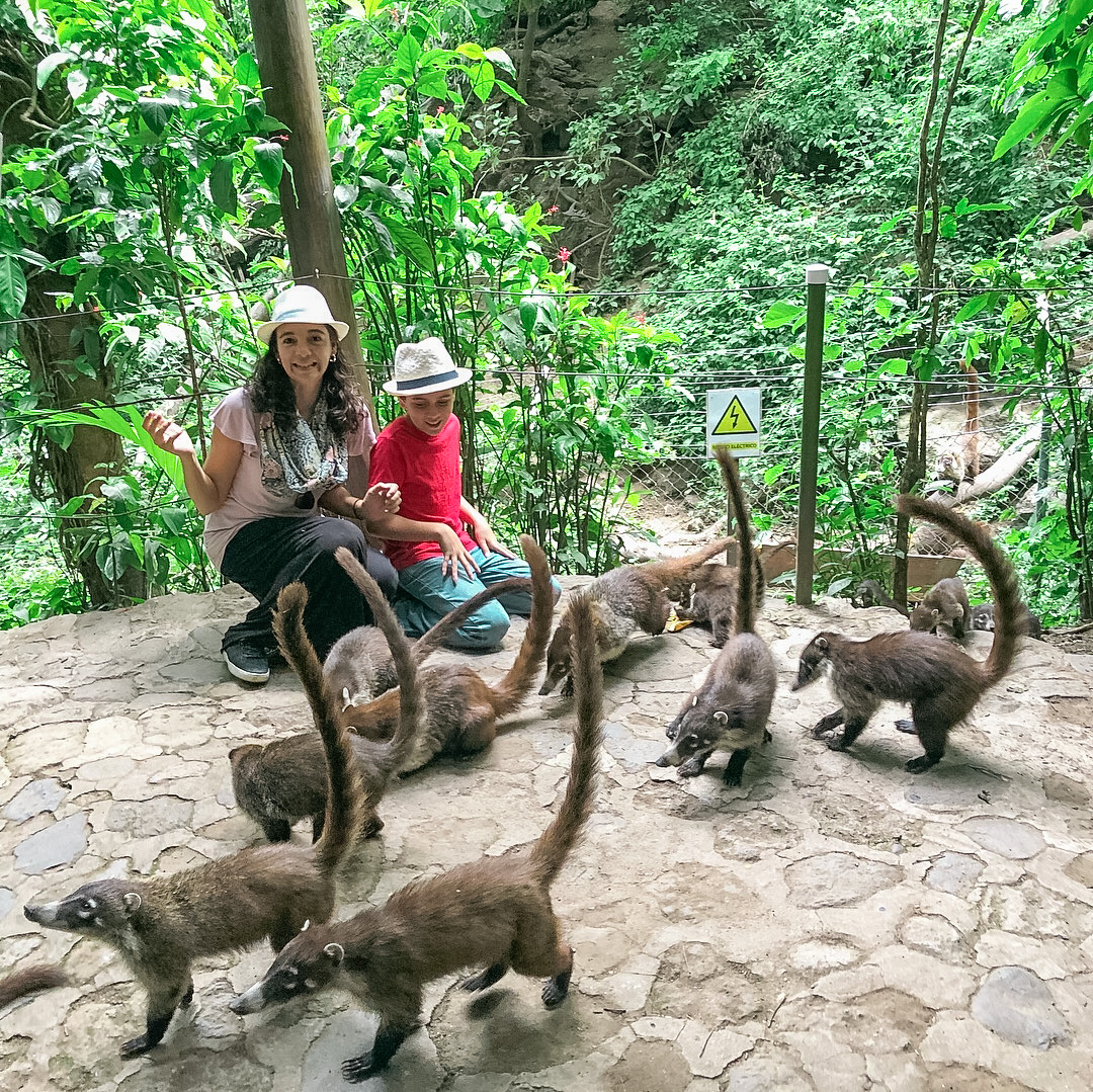 Feeding the coatis at Reserva Natural de Atitlán