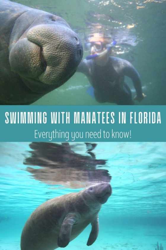 Best Place to Swim with Manatees in Florida