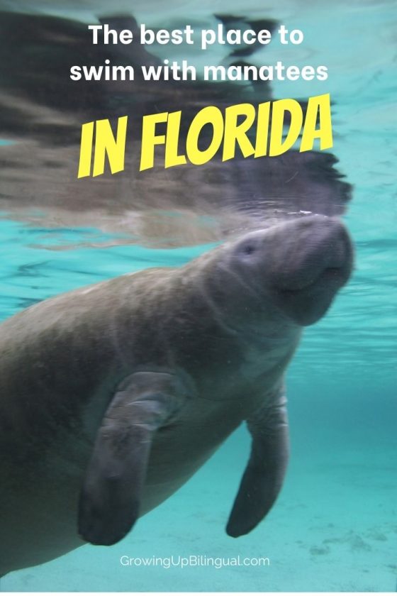 Best Place to Swim with Manatees in Florida