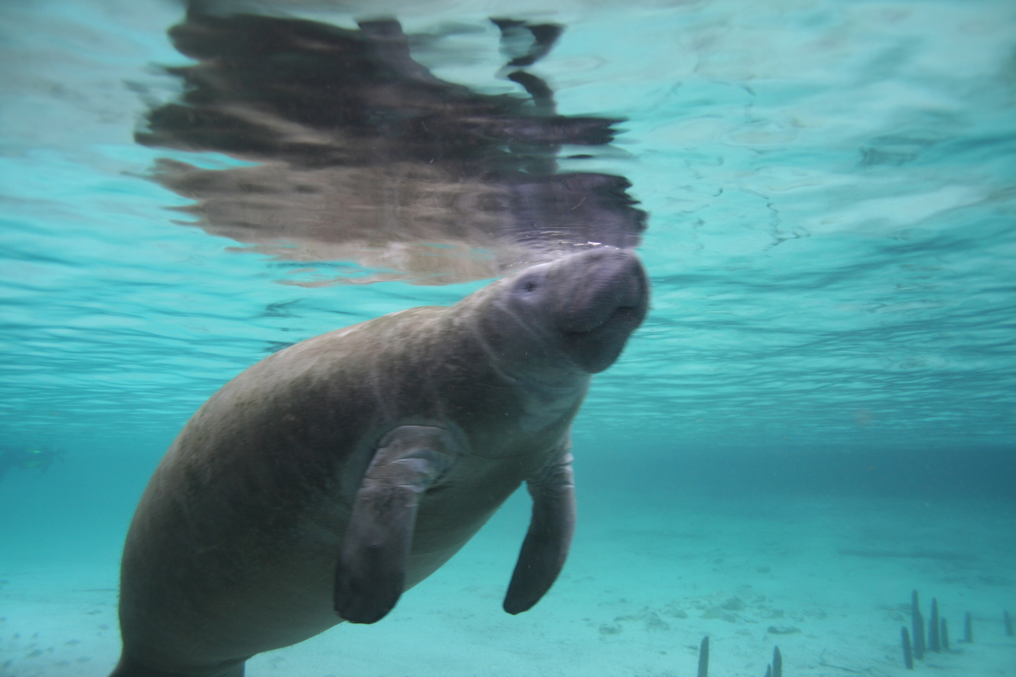 Best manatee snorkeling tour