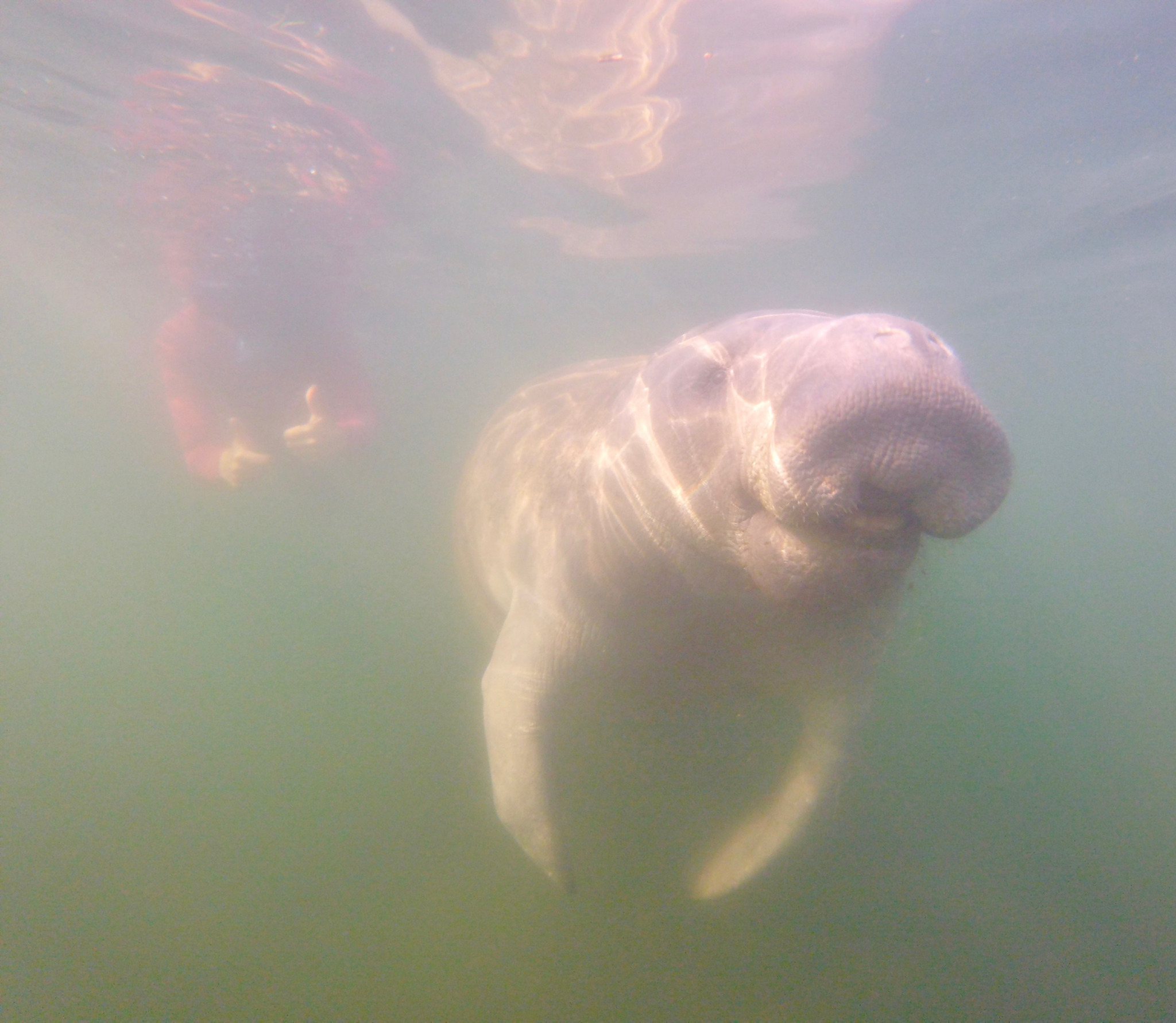 swimming with manatees in Florida in the off season