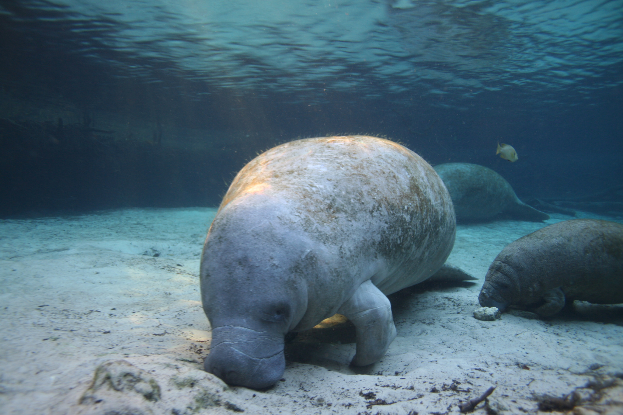 tips for swimming with manatees in Florida