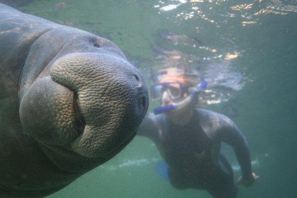 best place to swim with manatees in Florida