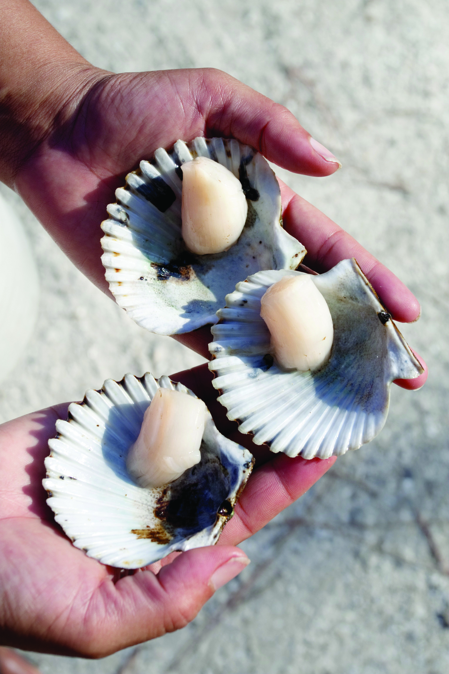 scalloping season in Crystal River Florida