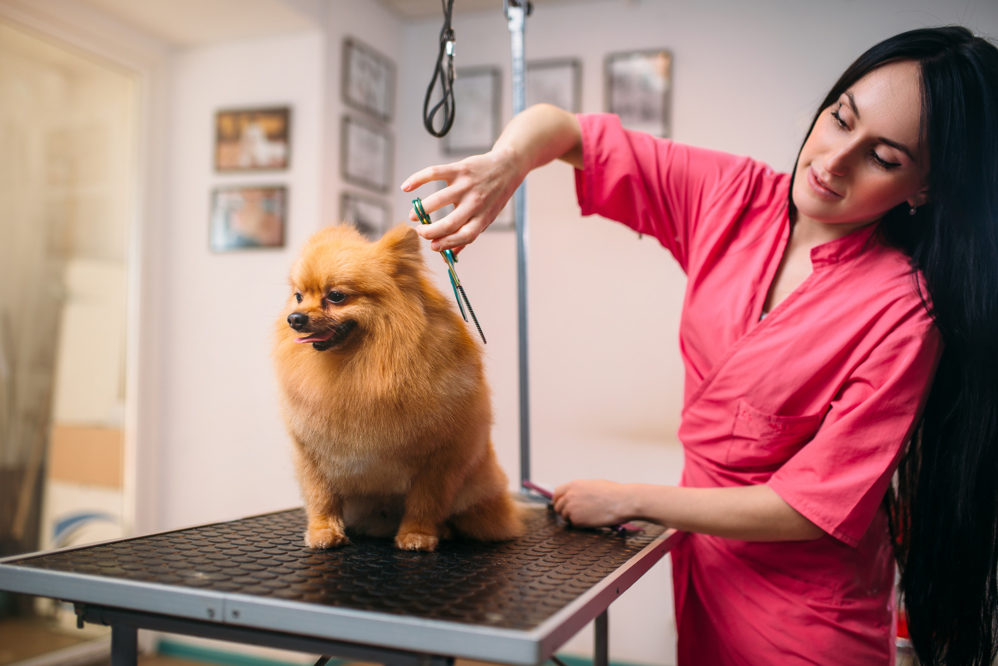 How to choose a dog grooming table